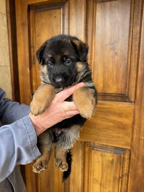 des Sentiers des Alpilles - Chiots disponibles - Berger Allemand