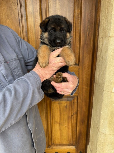 des Sentiers des Alpilles - Chiots disponibles - Berger Allemand