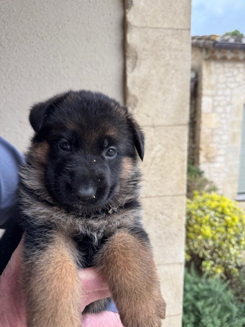 des Sentiers des Alpilles - Chiots disponibles - Berger Allemand