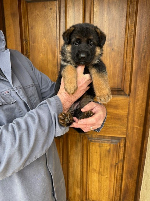 des Sentiers des Alpilles - Chiots disponibles - Berger Allemand
