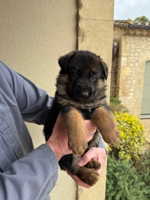 des Sentiers des Alpilles - Chiots disponibles - Berger Allemand