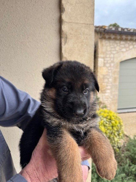 des Sentiers des Alpilles - Chiots disponibles - Berger Allemand