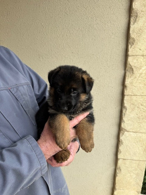 des Sentiers des Alpilles - Chiots disponibles - Berger Allemand