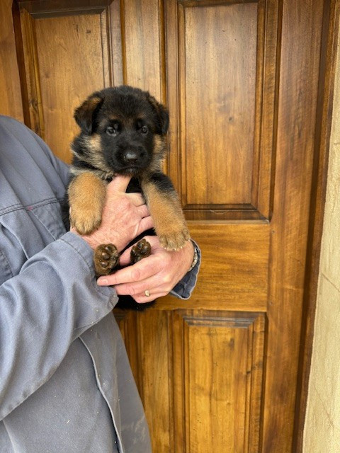 des Sentiers des Alpilles - Chiots disponibles - Berger Allemand